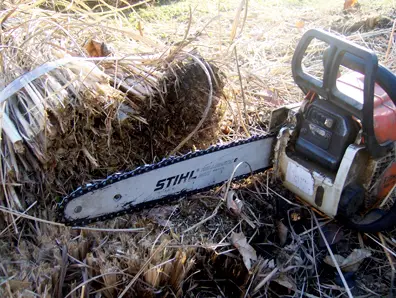 Cutting Pampas Grass With a Chainsaw – Quick And Easy Way