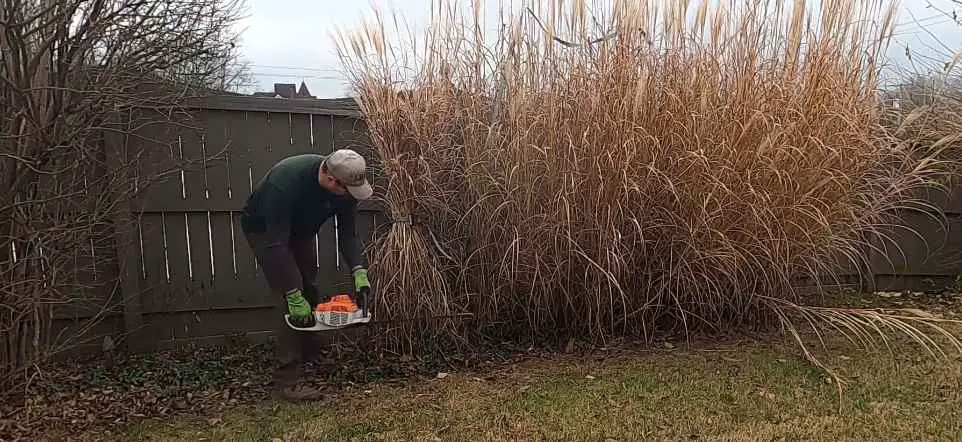 Can You Cut Ornamental Grasses With Chainsaw