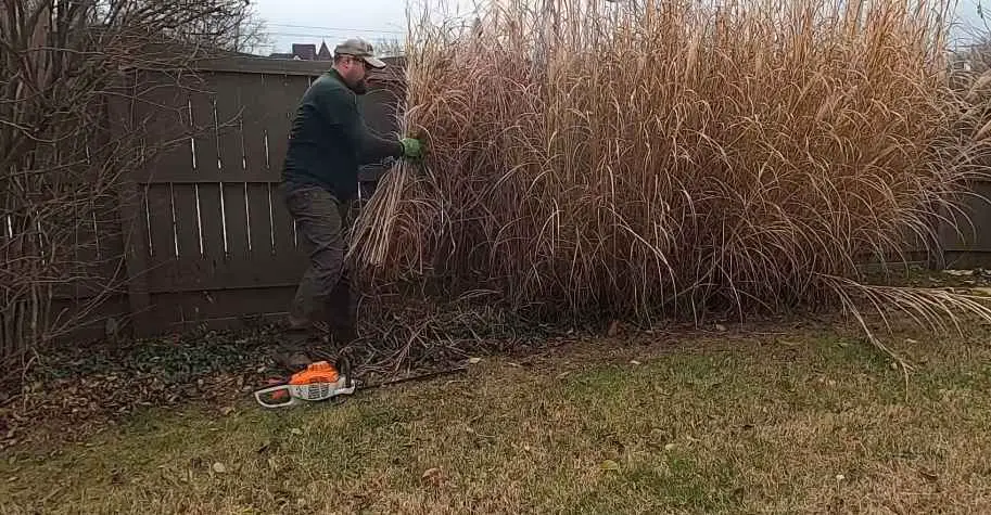 Cutting Pampas Grass With a Chainsaw