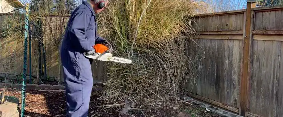 What Happens If You Don't Cut Back Pampas Grass