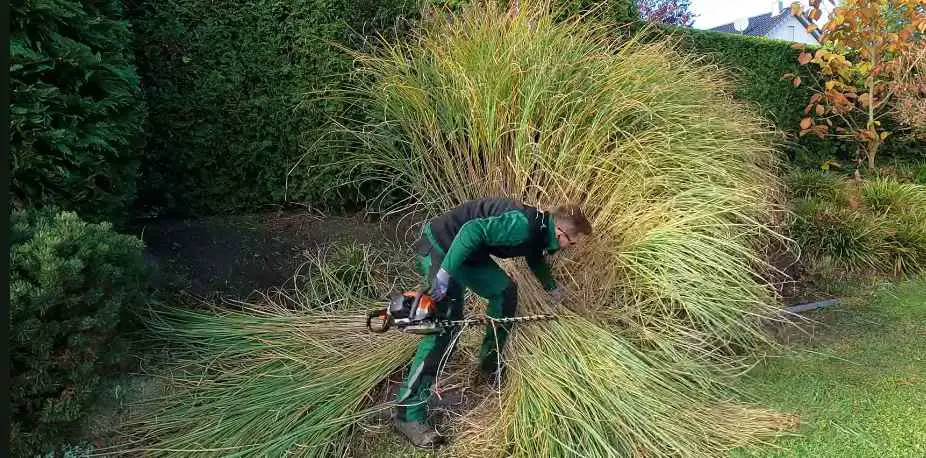 What is the Best Way to Cut a Pampas Grass