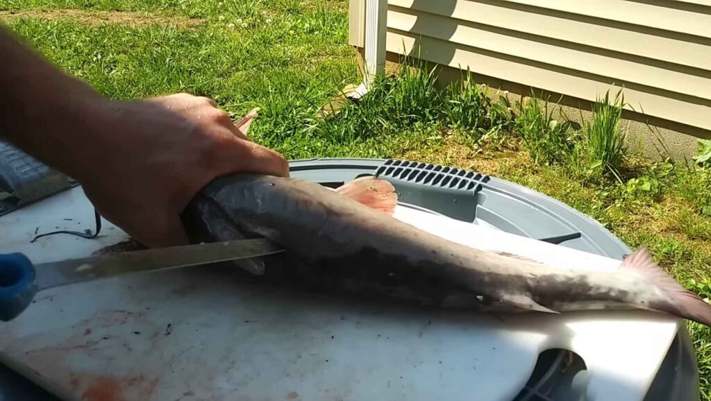 How Do You Fillet Catfish Without Skinning