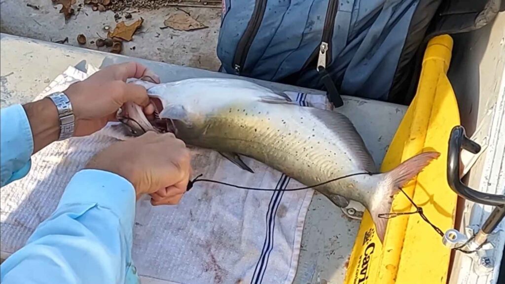 How to Fillet Catfish With Electric Knife